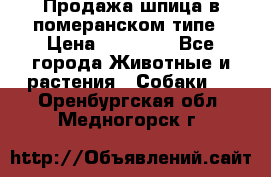 Продажа шпица в померанском типе › Цена ­ 20 000 - Все города Животные и растения » Собаки   . Оренбургская обл.,Медногорск г.